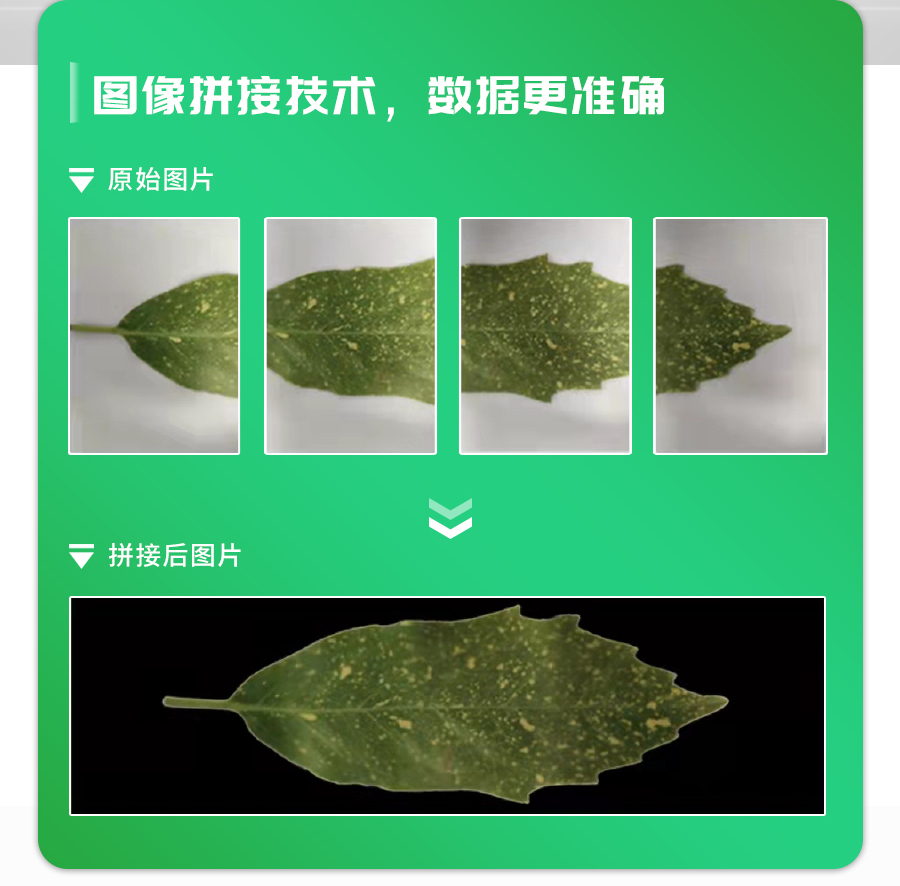 活体叶面积测量仪