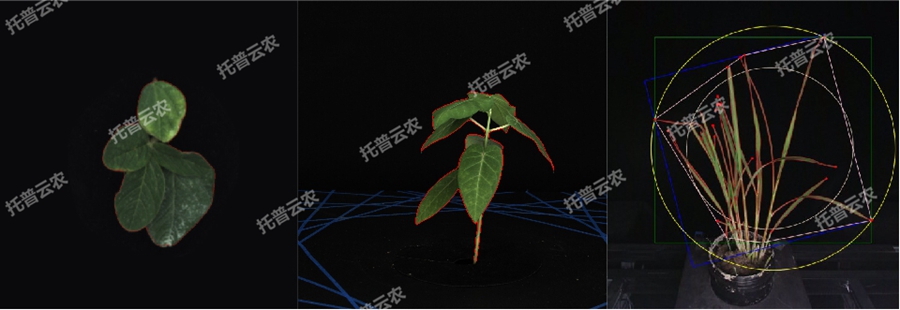 温室型高通量植物表型采集分析平台-2维