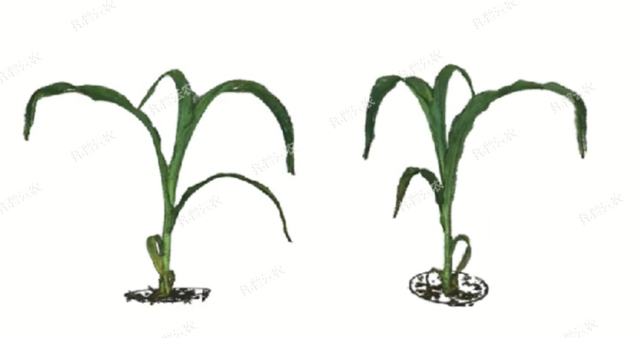 逆境模拟及植物生长监测平台-3维